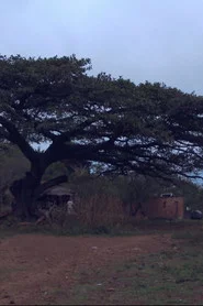 Las Raíces del Roble