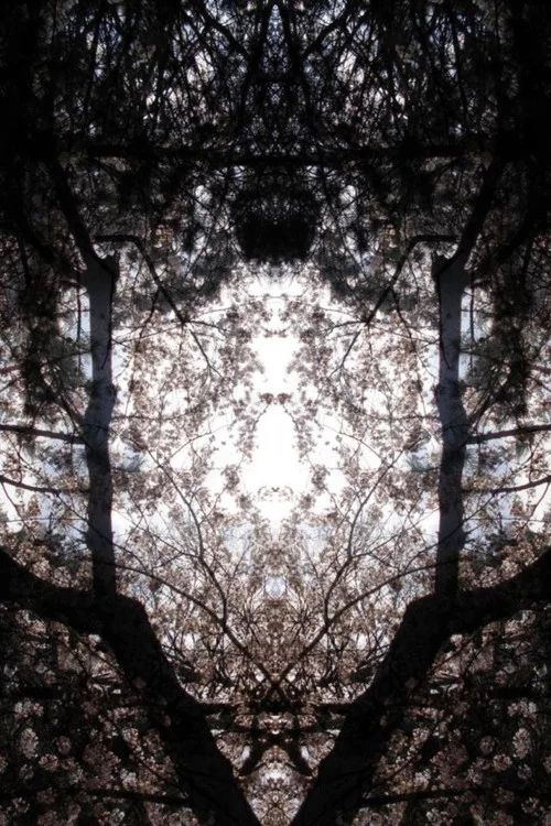 Concrescence