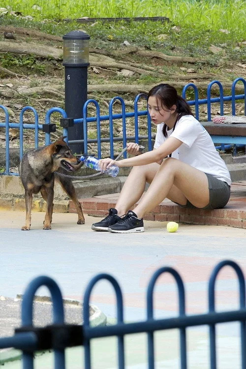 狗兒