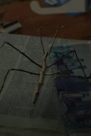 Walking Stick