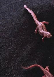 Newt Pauses