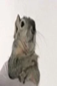 Western Gray Squirrel