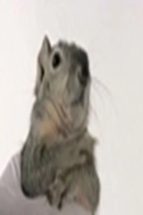 Western Gray Squirrel
