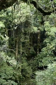 Flora