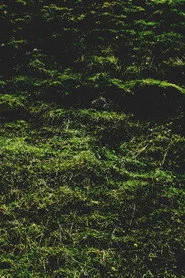 Untitled / Aubrac
