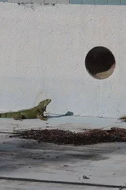 Ojos para mis enemigos