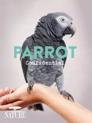 Parrot Confidential