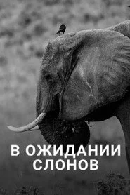 En attendant les éléphants