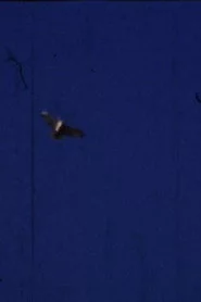 Flying Fish