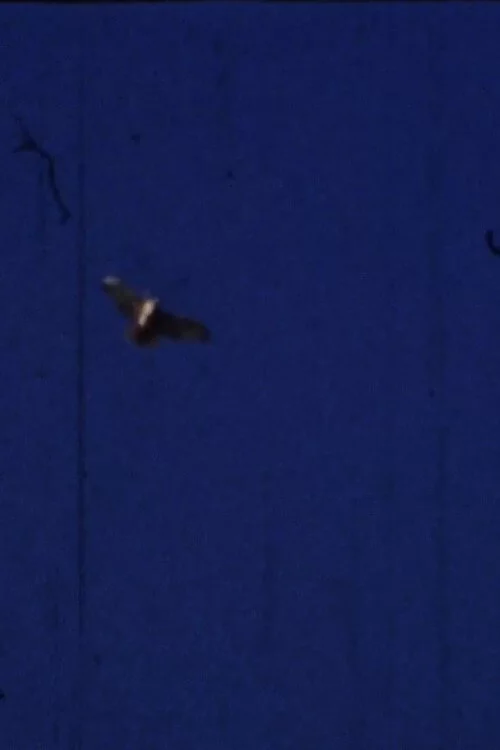 Flying Fish