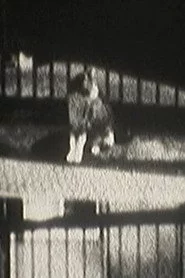 猫目宣言