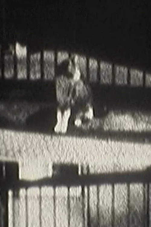 猫目宣言
