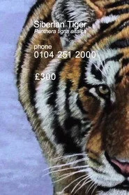 Siberian Tiger