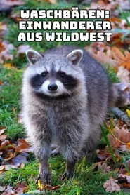 Waschbären - Einwanderer aus Wildwest