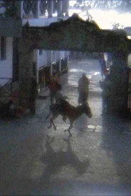 Donkey