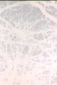 Leafless