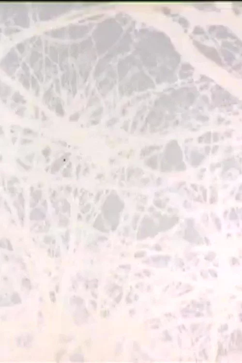 Leafless