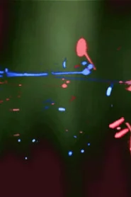 Red and Blue Armies in a Forest