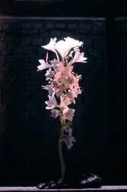 A brightening life