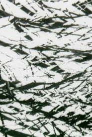 Tree Lines