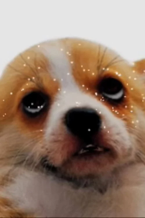 puparazzi