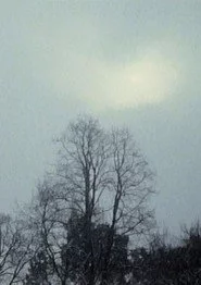 Kopfüber im Geäst