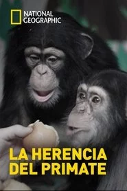 Human Ape
