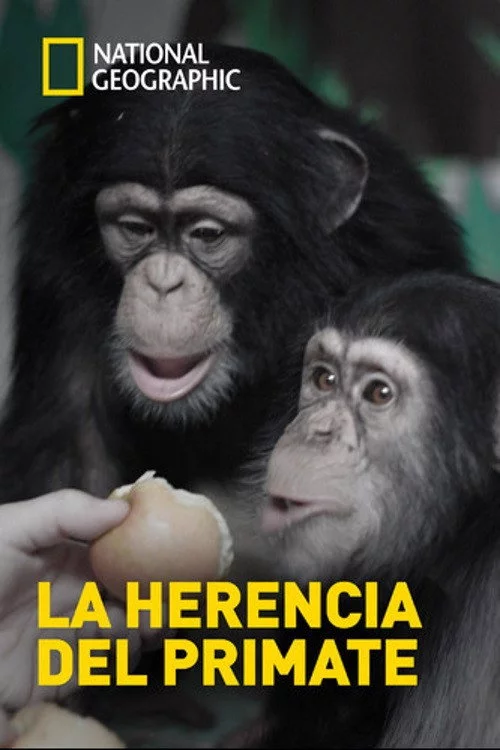 Human Ape