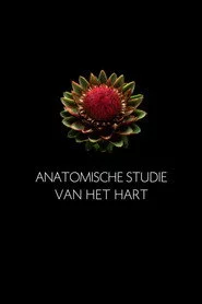 Anatomische Studie van het Hart