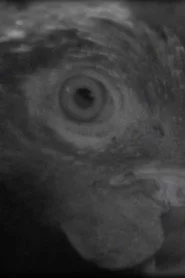 Ojo de pez