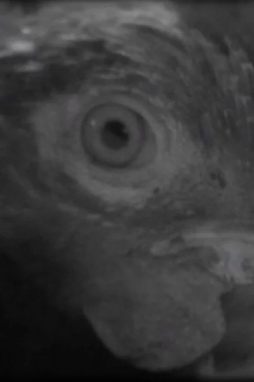 Ojo de pez