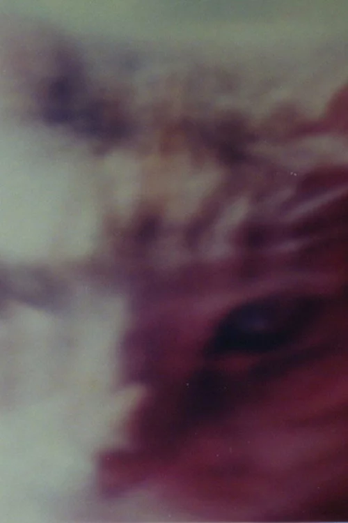 Two Cats