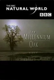 The Millennium Oak