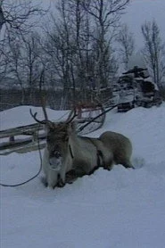 Niestebohcco njuovvan