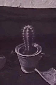 Кактус
