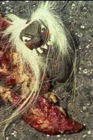 Beaten Meat Glamour