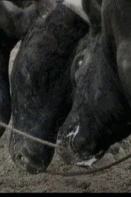 Bullfight in Okinawa
