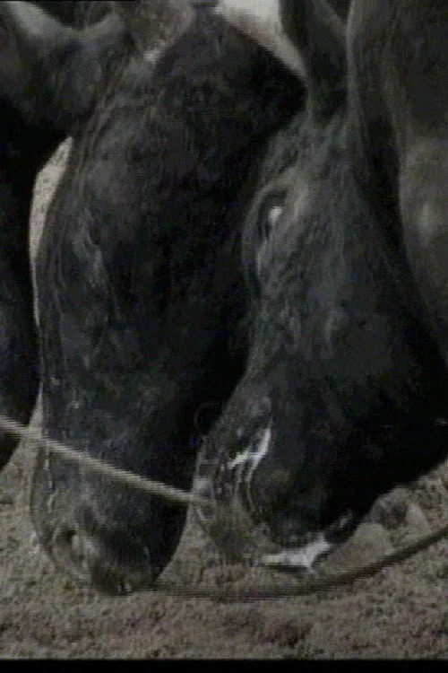 Bullfight in Okinawa