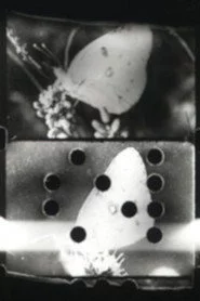 Farfallio