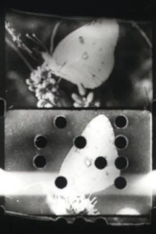 Farfallio
