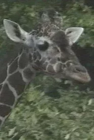 Luis Bunuel Die Flecken der Giraffe
