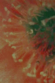 Flower Animation