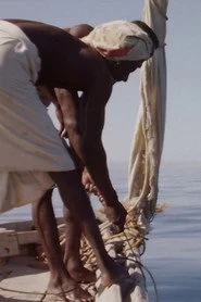 Hauling Sharks