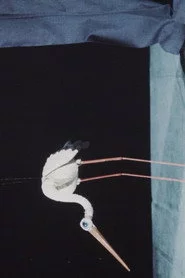Unima-Festival