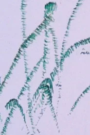 How the Frog’s Eye Sees