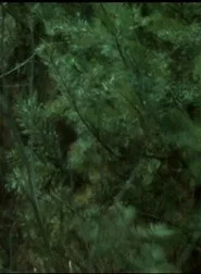 Wald Forest