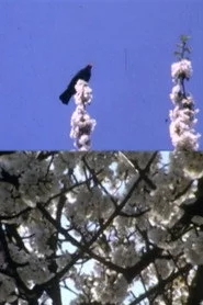 Mourning Garden Blackbird