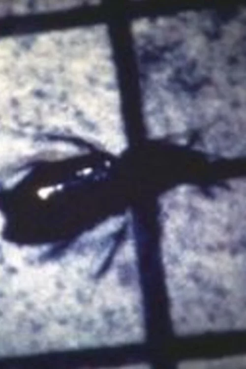 INSECT