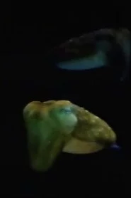 Aliens From Inner Space