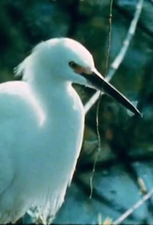 Watching Birds with Roger Tory Peterson